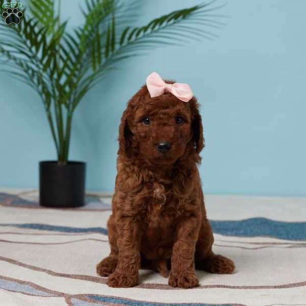 Evah, Miniature Poodle Puppy